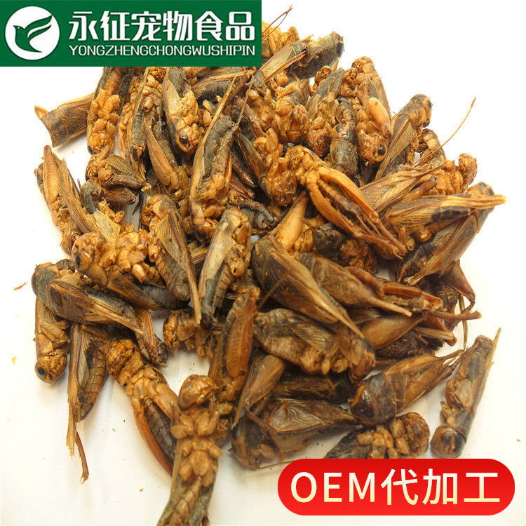 Производитель предлагает микроволновые сушеные сверчки и корм для рыб