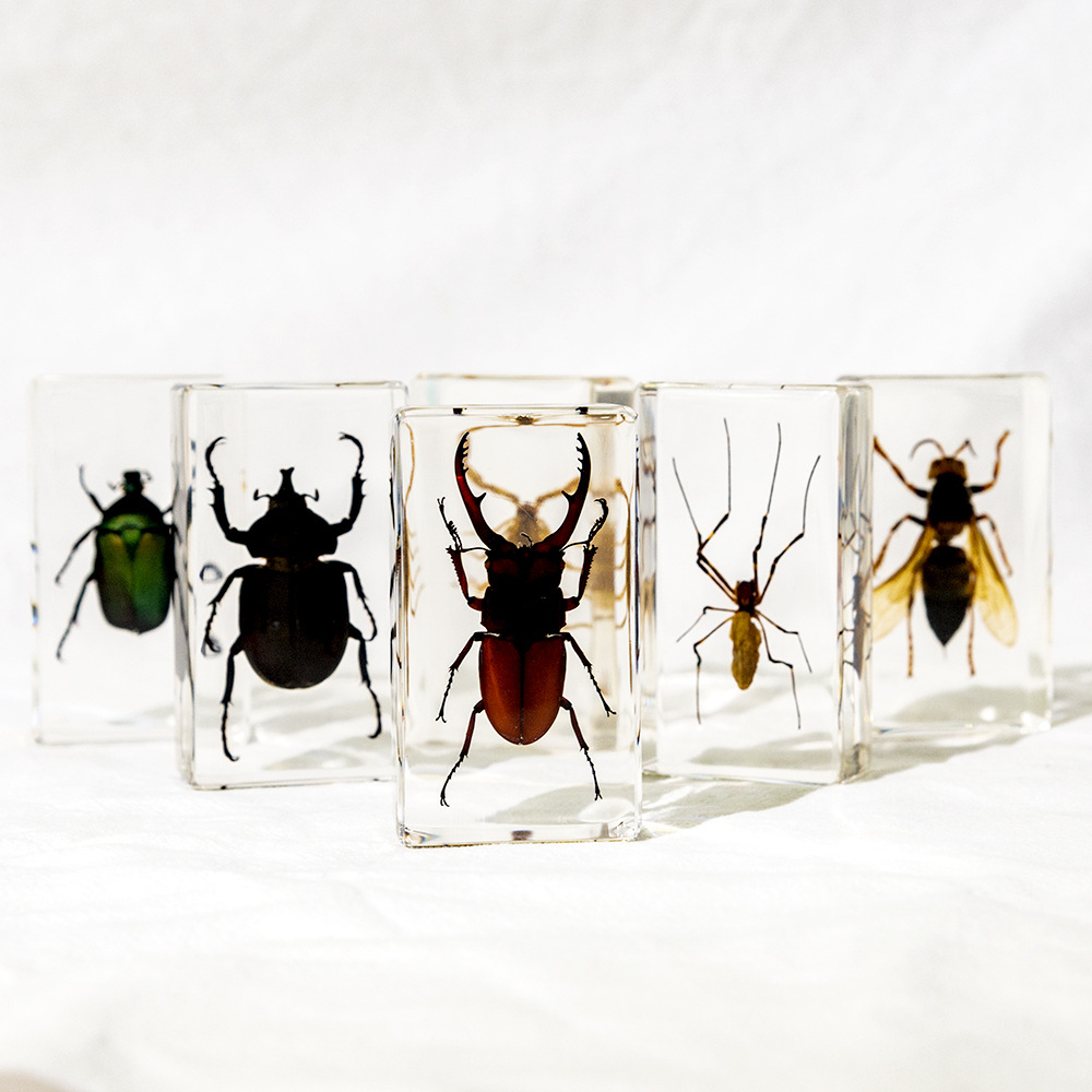 50+ Cross-Border Transparent Resin Model Insect Specimens: Unicorn Fairy Spider, Scorpion, Golden Turtle, Wasp, Creative Bookends