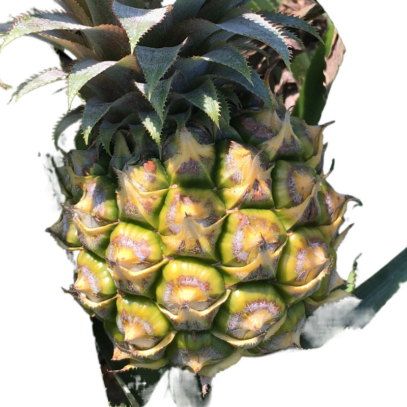 Ananas Small Pineapple Mini Small Pineapple Fresh Fruit with Box 5kg / 4kg / 2.5kg / 1.0kg Factory Wholesale