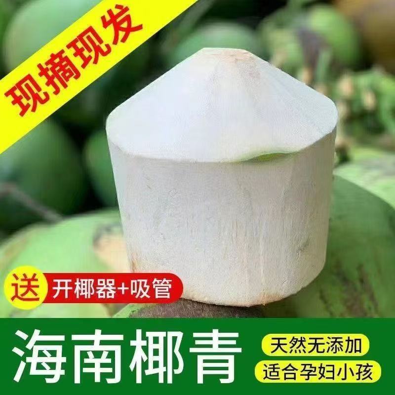 Hainan Coconut Fresh Coconut Green Seasonal Fruit for Pregnant Women Hainan Wenchang Tropical Large Fruit Coconut Juice Wholesale Whole Box