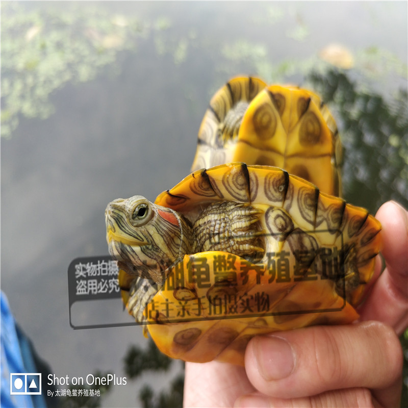 Large and small full-size Outer Pond Colorful Brazilian Tortoise Color Tortoise Release Small Turtle Seedlings Ornamental Tortoise Grass Tortoise Wholesale