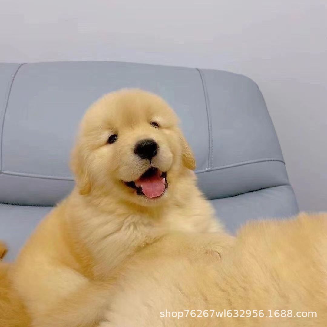 Wholesale Dual Blood Golden Retriever Puppies Puppies Live Dogs Guide Dogs Patrol Dogs Working Dogs Companion Dogs Pet Dogs