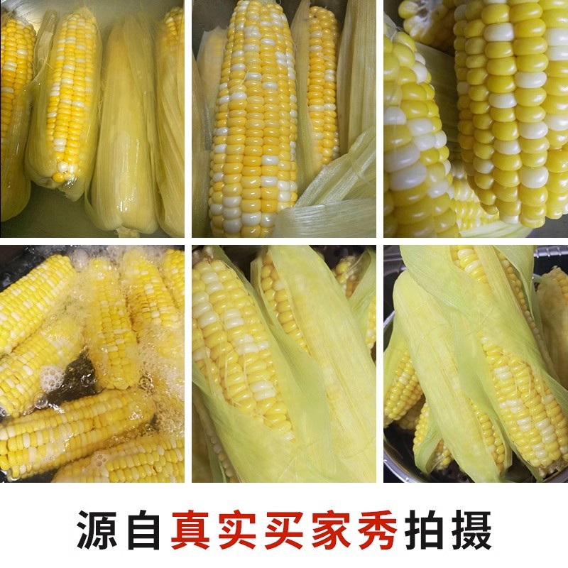 Fresh Yunnan Fruit Sweet Corn, Freshly Picked Golden and Silver Corn, Fresh Corn Can Be Juiced and Ready to Eat, Freshly Picked with Skin