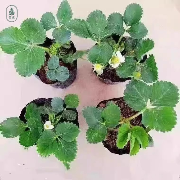 Кремовые саженцы клубники в оригинальных горшках с оригинальной почвой, съедобные белые саженцы клубники, плодоносящие в любое время года, для балкона, красные новые саженцы