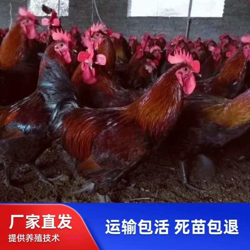 На продажу: цыплята с кровяными перьями, красные, конопляные, яйценосные, вылупившиеся цыплята