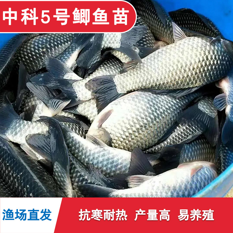 Zhongke No. 5 Crucian Carp Fry, Large Variety of Golden Crucian Carp Fry, Live Freshwater Fish Fry, Native Crucian Carp Fry, White Crucian Carp, Xiangyun Crucian Carp