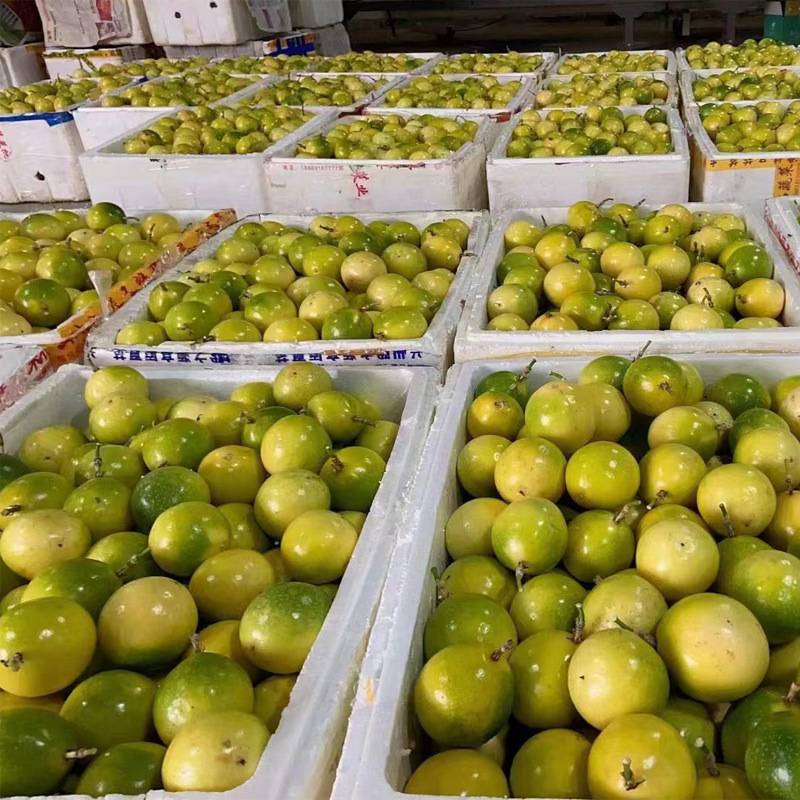 [Fast Delivery] Guangxi Qinmi No. 9 Golden Passion Fruit 1/3/5/ 4.5kg Small, Medium and Large Fresh Whole Box of Fruits
