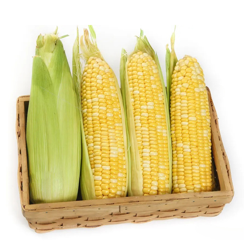Fresh Yunnan Fruit Sweet Corn, Freshly Picked Golden and Silver Corn, Fresh Corn Can Be Juiced and Ready to Eat, Freshly Picked with Skin