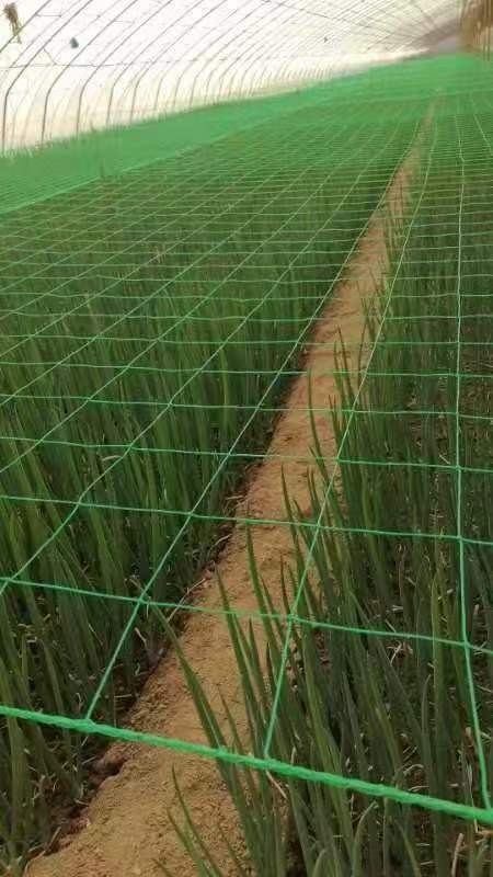 Сетка для вьющихся растений хризантем, для маракуйи, фасоли, огурцов, роз, висячих дынь, люффы, горькой дыни, виноградные сети, уличные вьющиеся сети