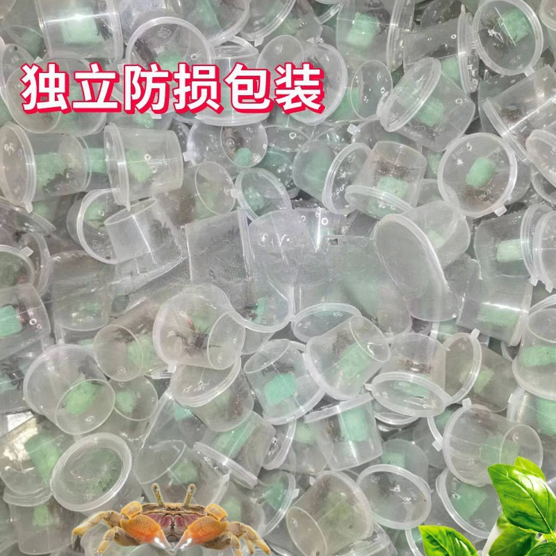 Mini Pepper Crab Pet Small Crab Ornamental Crab Wholesale Ficus Crab Freshwater Crab Mini Crab * Stall Hot Sale