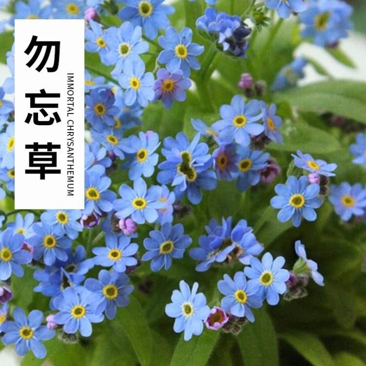 Forget-Me-Not Seeds, Perennial Flower Seeds, Forget-Me-Not Seeds, Easy to Grow in All Seasons, Garden Potted Flower Seeds