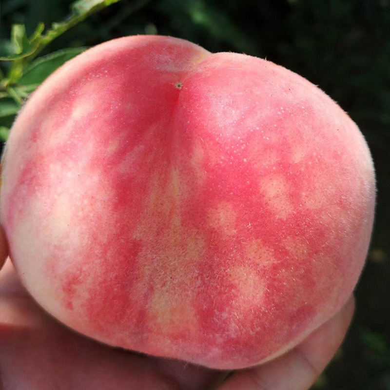 Shandong Yimeng Red-Skinned Honey Peaches Wholesale 2.5kg Seasonal Golden Autumn Sweet Peaches Fresh Fruit for Pregnant Women