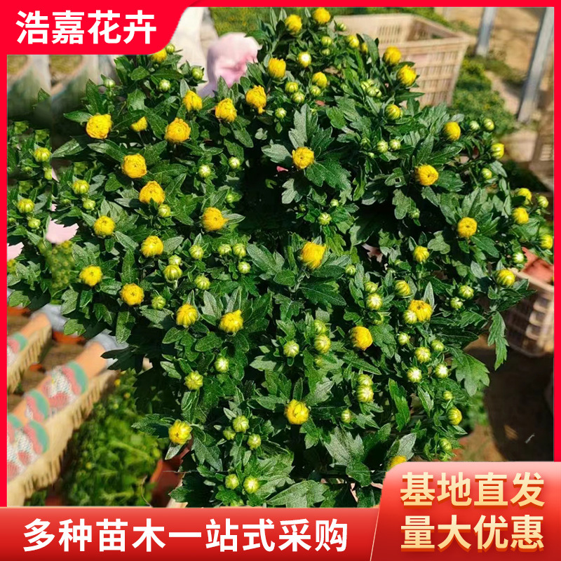 National Day Chrysanthemum with Flower Buds Potted Seedlings National Day Chrysanthemum Festival Rental Flower Seedlings National Day Chrysanthemum Seedlings
