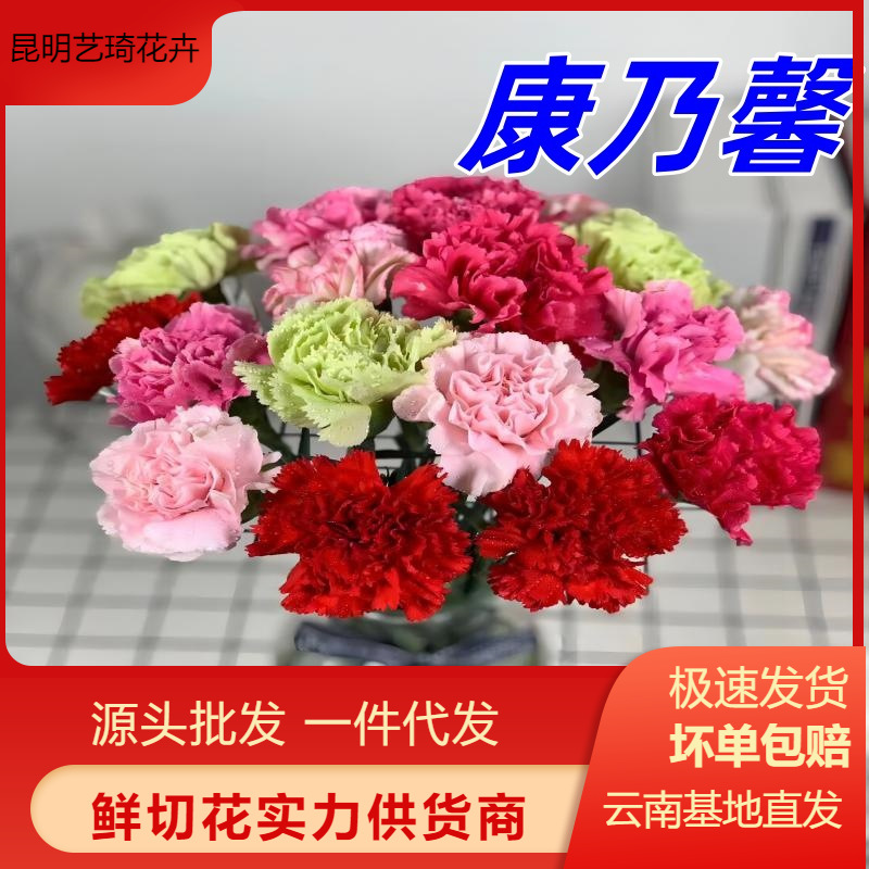 Оптовая продажа свежесрезанных гвоздик из Юннани, букеты для Дня матери и Дня учителя