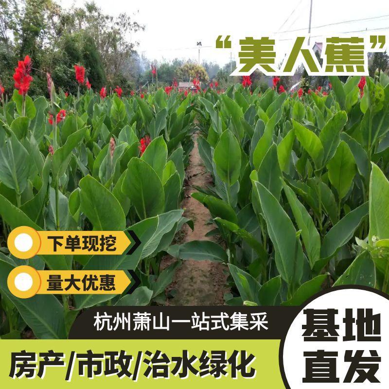 Водяные калы в оптовой продаже, желтые и розовые цветы, саженцы, искусственные водоемы, речные растения