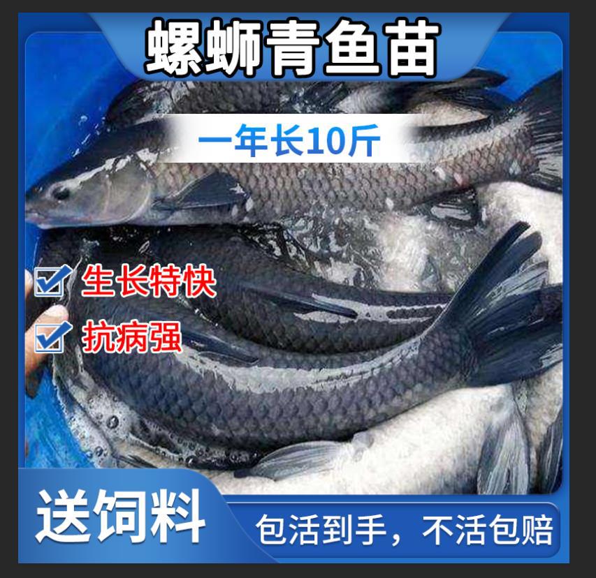 Скорпена жареная, черная аньхуйская рыба, крупная быстрая травяная карпята, карпята, четыре основных рыбы, живые карпята, живые рыбы