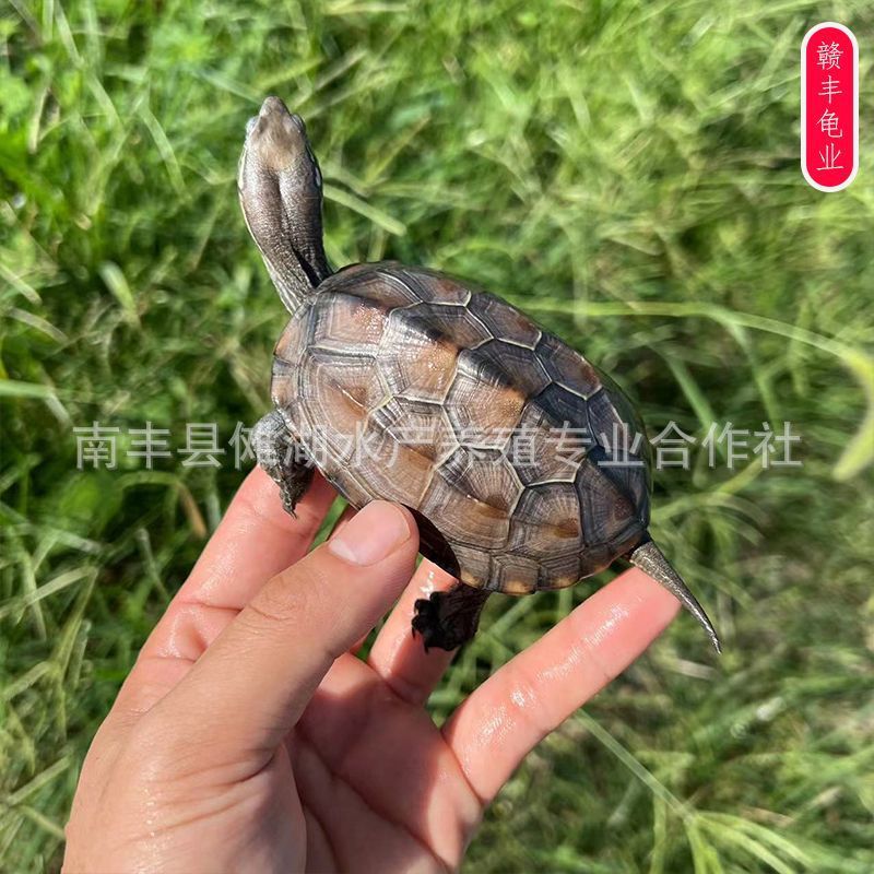 Tortoise wholesale Chinese turtle golden line turtle live release size tortoise seedlings live pet turtle Longevity Turtle