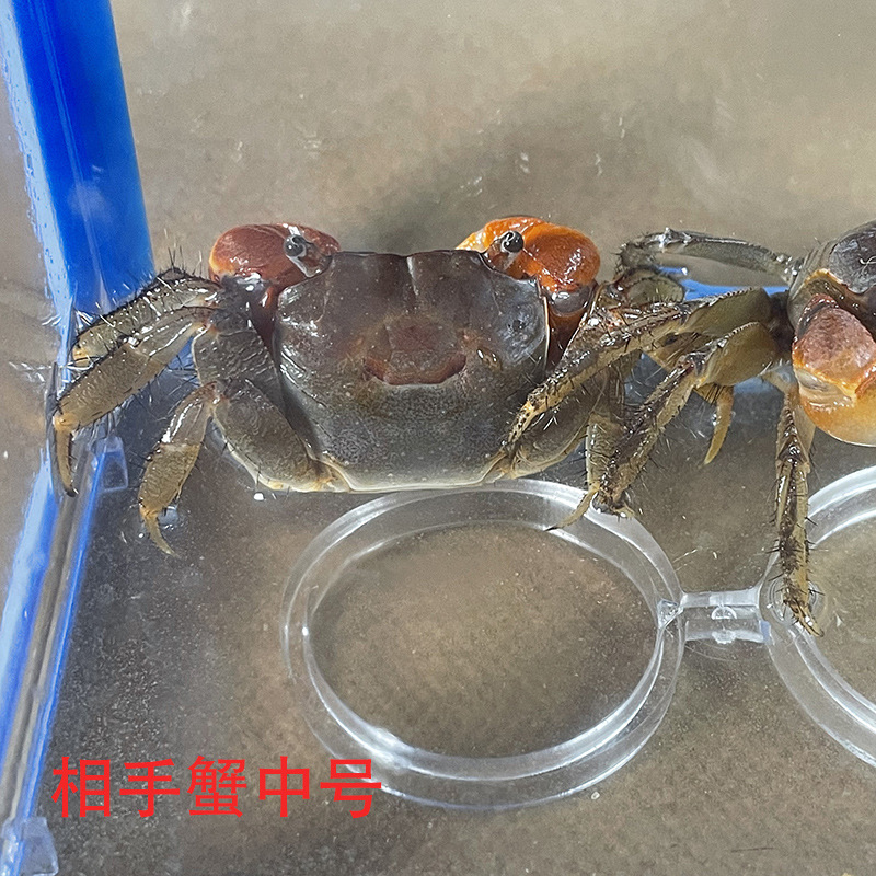 Xiangshou Crab Pet Desktop Pet Ornamental Crab Live Red Claw Internet Celebrity Desktop Crawling Pet Easy to Raise Aquarium Ornamental Crab