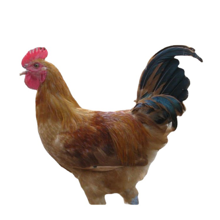 Wholesale One-Day-Old Chicken Seedlings, High-Yielding Egg-Laying Chicken Seedlings, Hemp-Feathered Green-Shell Egg-Laying Chicken Seedlings, Mixed Seedlings, Red Rooster Seedlings, Green-Footed Native Chickens