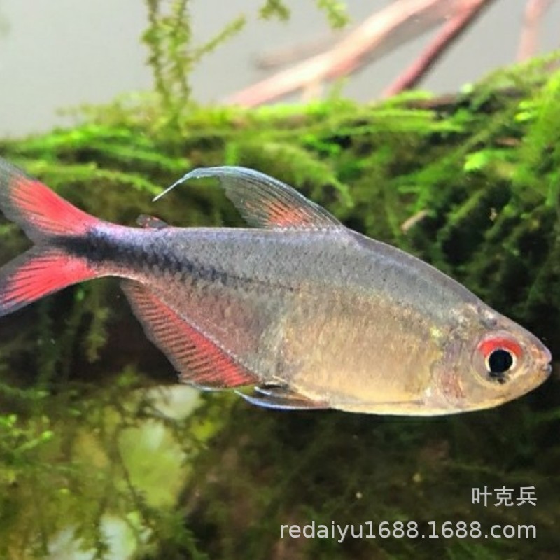 Shanghai tropical fish red tail silver hook silver hook Sailfish South American high-end lamp fish freshwater fish grass tank group swimming fish