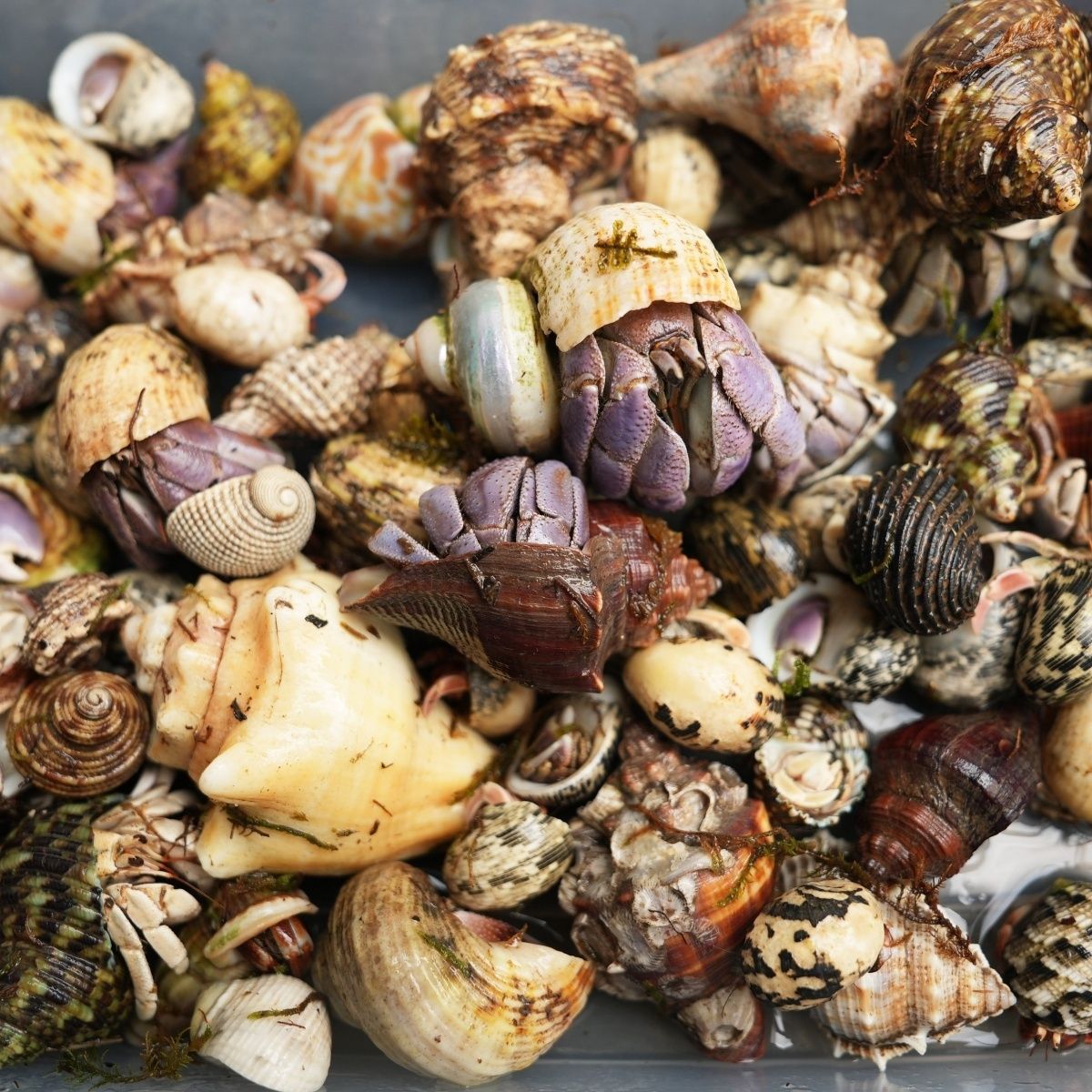 Hermit crab live wholesale gray short wrist blackberry strawberry stall wholesale terrestrial hermit crab wholesale stall