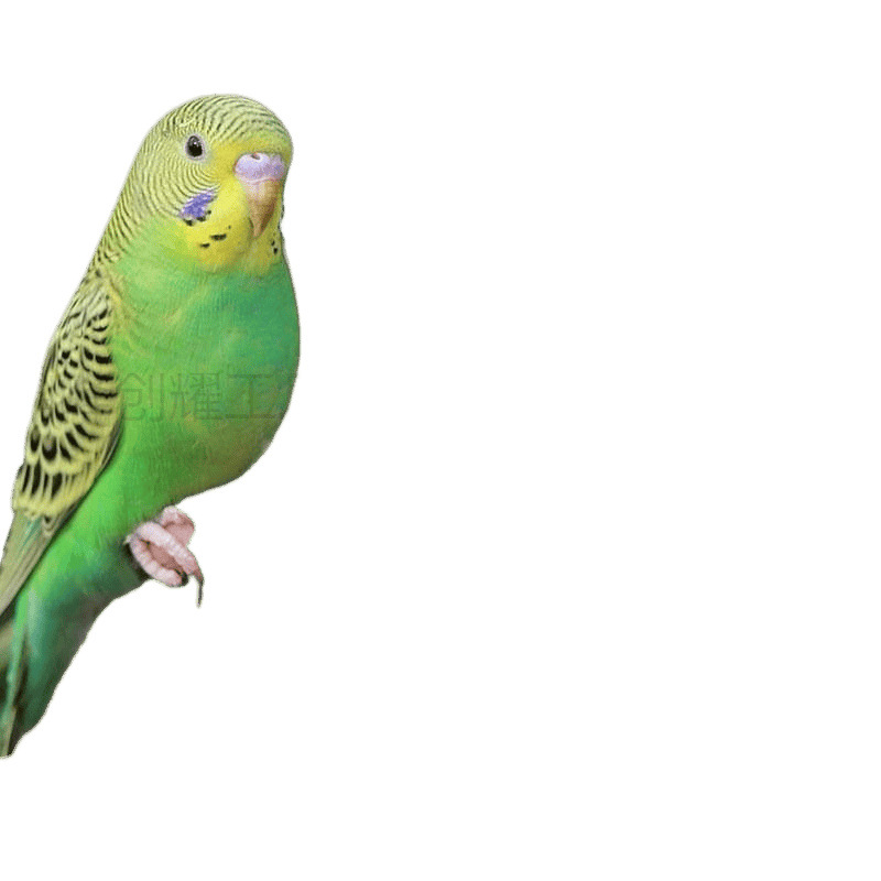 Parrot Live Bird, Budgerigar, Small Bird, Live Bird, Talking Bird, Live Bird Pet, Cockatiel, Lovebird