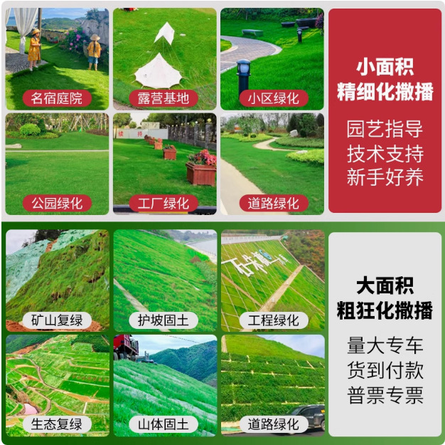 Lawn Grass Seeds, Evergreen Slope Protection, Bermudagrass, Courtyard Carpet Grass Seeds, Greening Manila Rye Turf