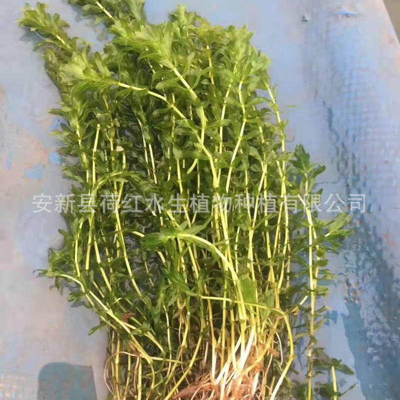 Base Sales of Submersed Plants, Round-Leaf Black Algae, Round-Leaf Black Algae Spores, Water Quality Purification Package, Planting and Maintenance Seedlings
