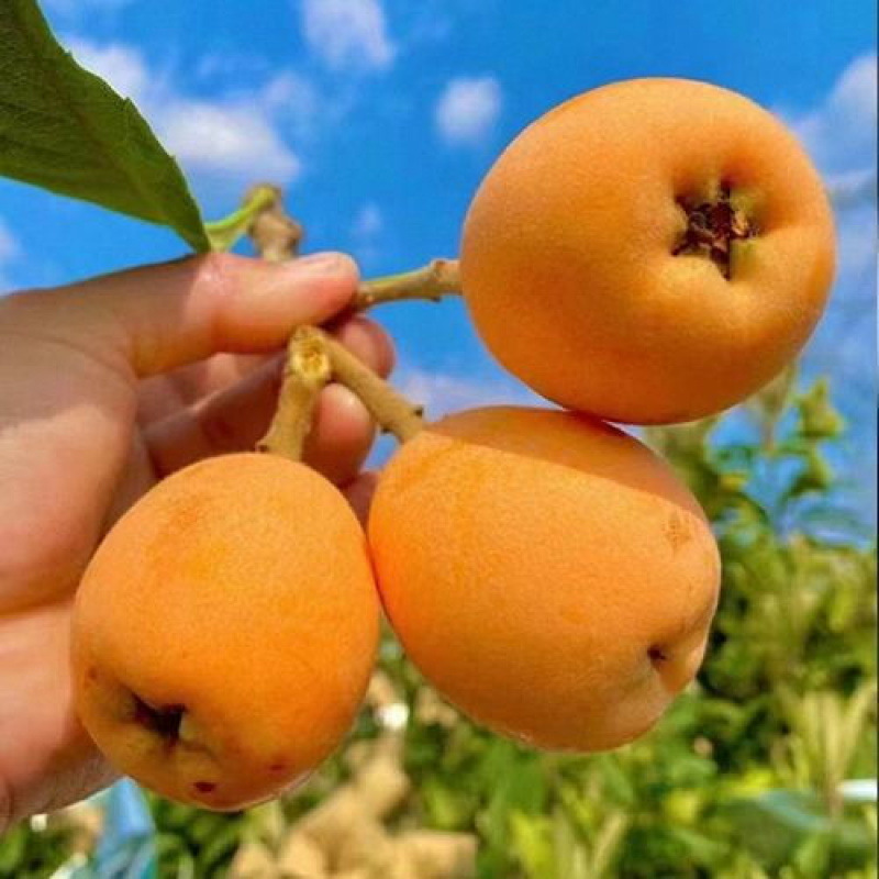 Fresh Loquat Fruit, Seasonal Alpine Five-Star Loquat Fruit, Freshly Picked Changhong Pipa Fruit, Whole Box of Sweet Loquat Fruit