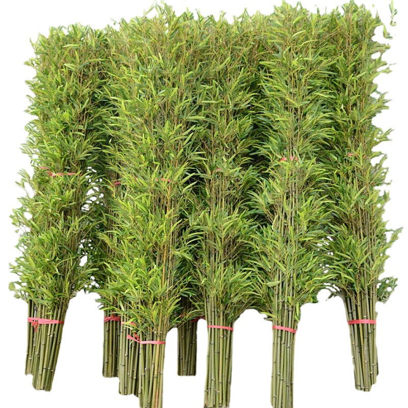 Bamboo Seedlings Courtyard Fence Green Bamboo Gold Inlaid Jade Bamboo Purple Bamboo Gold Bamboo Four Seasons Evergreen Garden Ornamental Plant Bamboo
