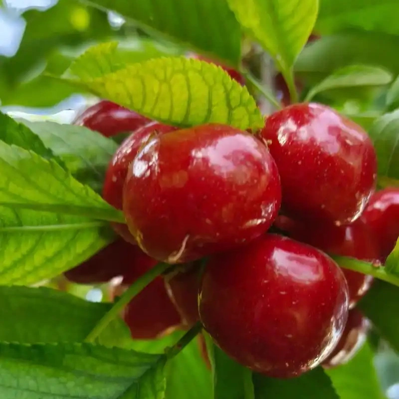 Cherry Seedlings, Cherry Saplings, Cherry Tree Seedlings, Southern and Northern Planting Potted Courtyard Fruit Trees, Dwarf Cherry