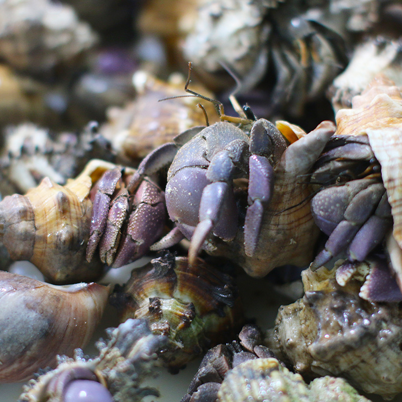 Hermit crab live wholesale primary source strawberry BlackBerry gray short wrist
