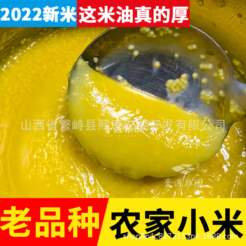 Shanxi millet new rice farm month millet sheep fat yellow millet authentic Jin gu 21 yellow millet own farm