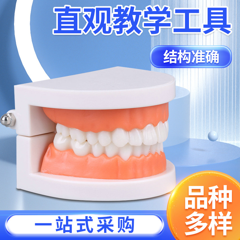 Dental Model aesthetic practice dental model small dental model kindergarten brushing teaching model oral model