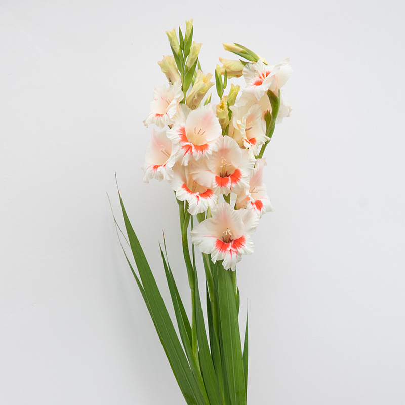 Gladiolus Bulbs, Perennial Florals, Indoor and Outdoor Potted Plants, Ground-Planted Gladiolus Bulbs, Easy-To-Grow Flower Plants in All Seasons
