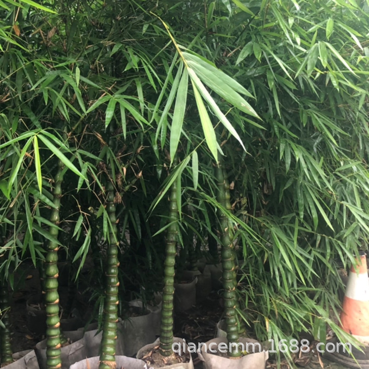 Buddha Belly Bamboo Potted Courtyard Outdoor Large Green Plant Florals Luohan Bamboo Potted Indoor Four-Season Ornamental Bamboo Plants