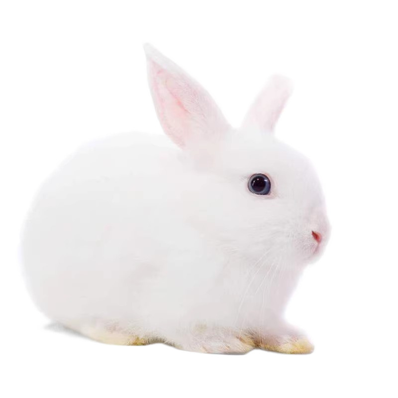 Rabbit Live Animal Meat Rabbit Optional Pair of Pet Rabbits Domestic Rabbit Live Seedlings Belgian White Rabbits Domestic Rabbits