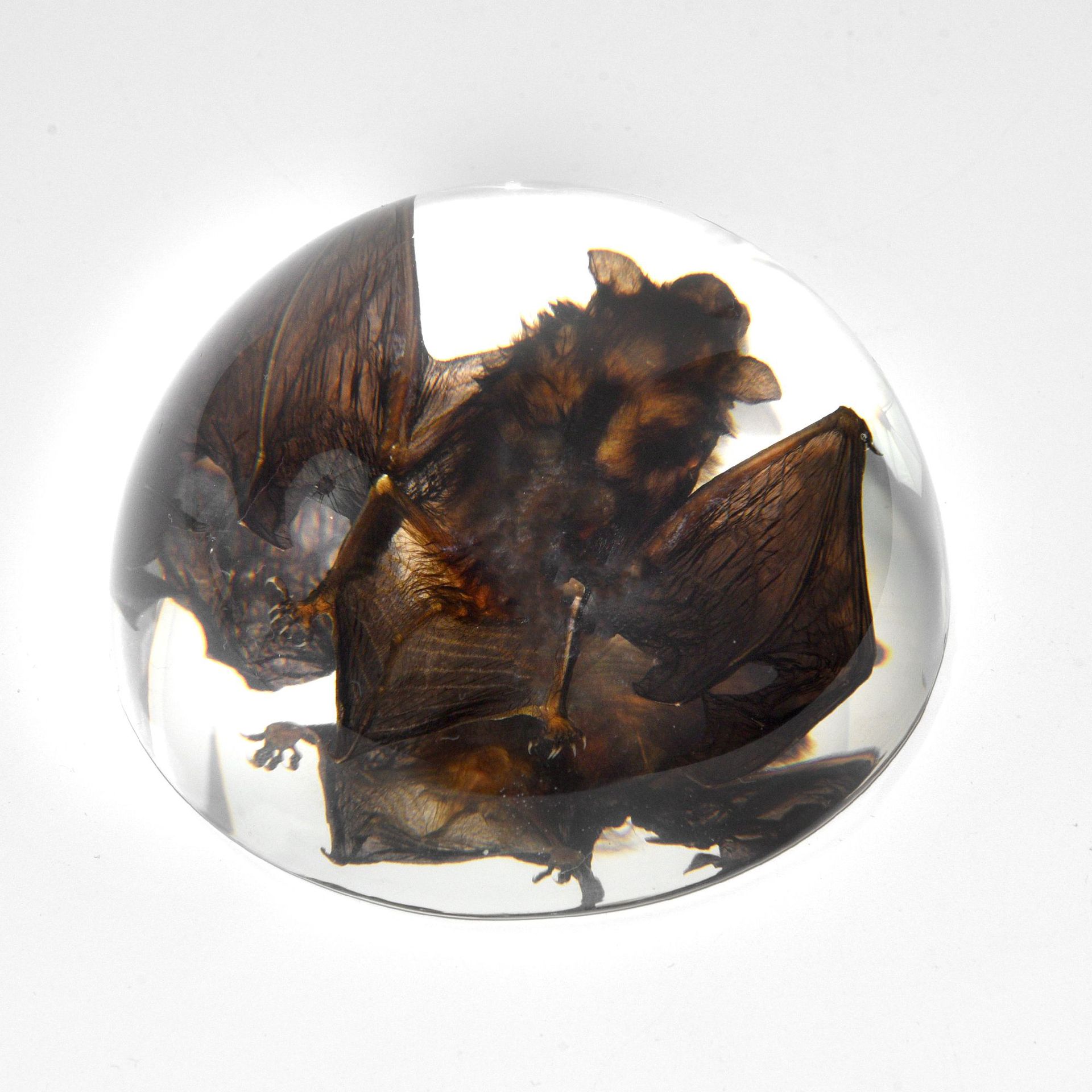 Bat Specimen Teaching Ornaments Hot Cross-border Foreign Trade Book Town Novelty Gifts Resin Crafts Student Teaching Aware