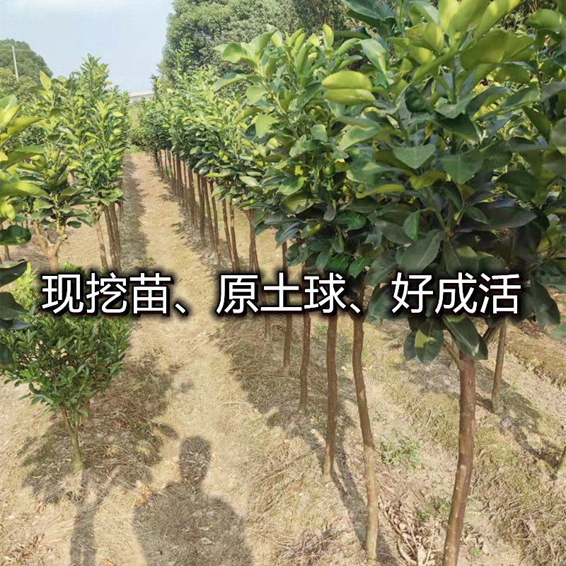 Thai Ruby ​​Green Pomelo Seedlings, Northern and Southern Courtyard Extra Large Fruit Tree Potted Grafted Pomelo Seedlings