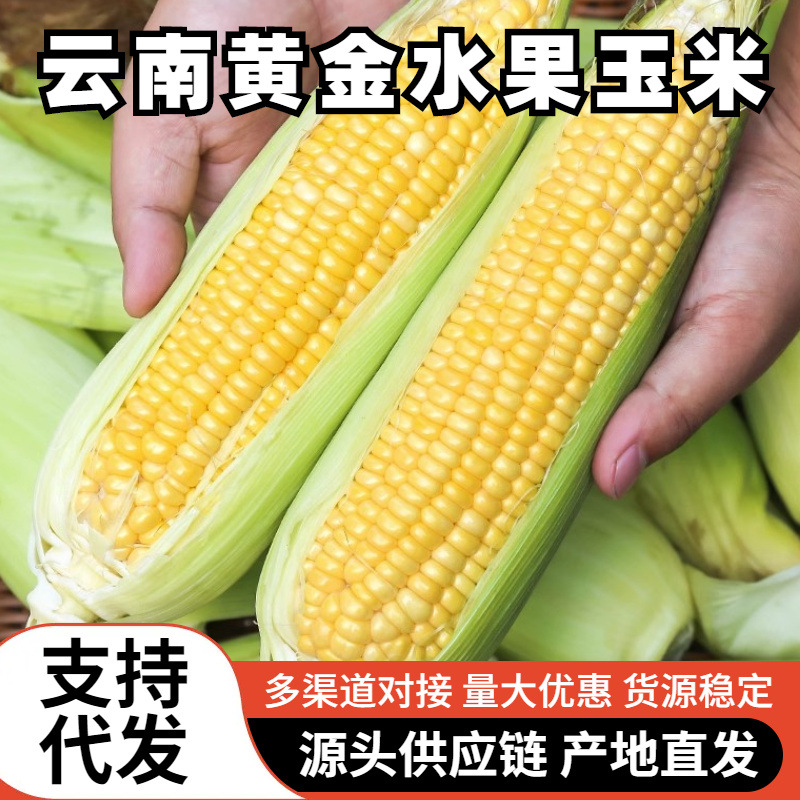 Свежая сладкая кукуруза из Юньнани, свежесобранная, можно отжать сок, готовая к употреблению, с кожурой