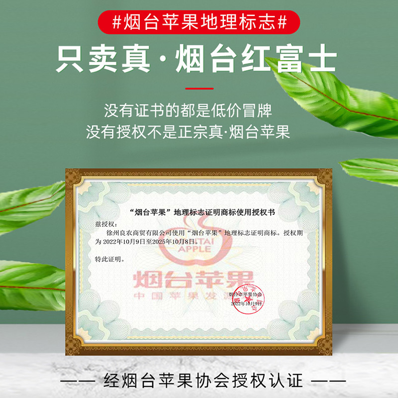 Yantai Red Fuji Apple 10 Should Season Jin Fresh Fruit Whole Box Shandong Qixia Crisp Sweet Candy Heart Ugly Flat Fruit