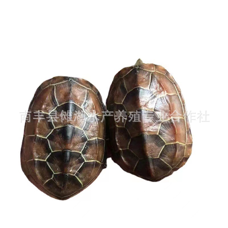 Turtle Wholesale Chinese Tortoise, Gold Thread Tortoise, Live Vitality, Large and Small Turtle Seedlings, Live Pet Turtles, Longevity Turtles, Ink Turtles