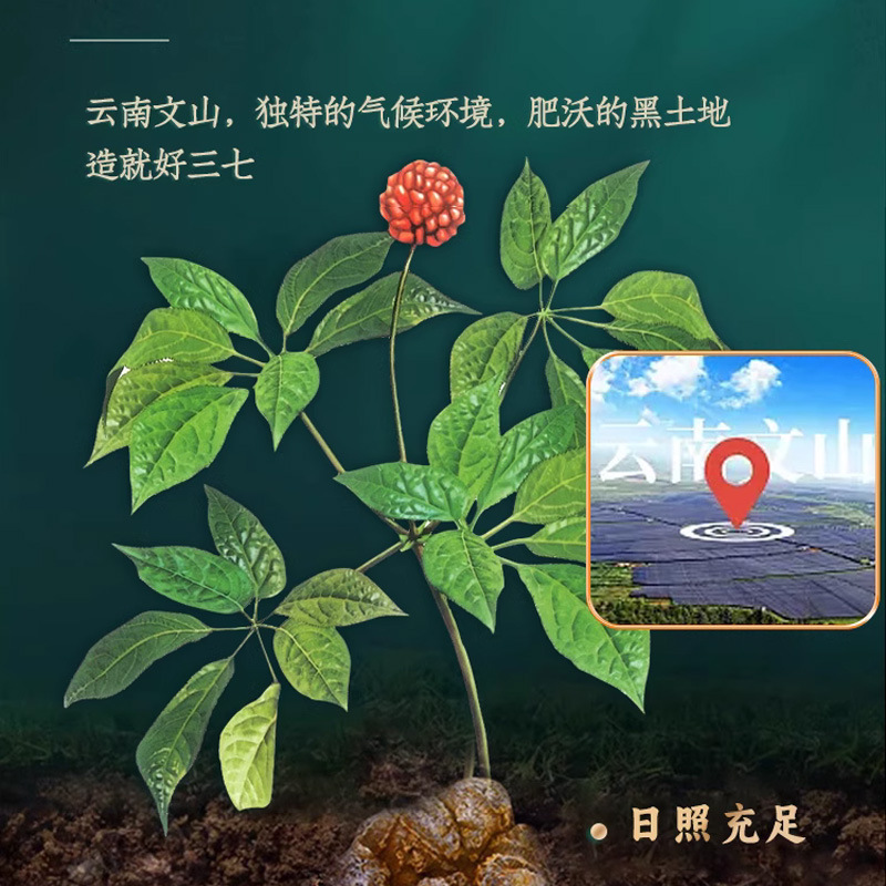 Sanqi puree oral liquid jinqidan pharmaceutical same authentic Wenshan Sanqi puree whole plant essence 12 pack