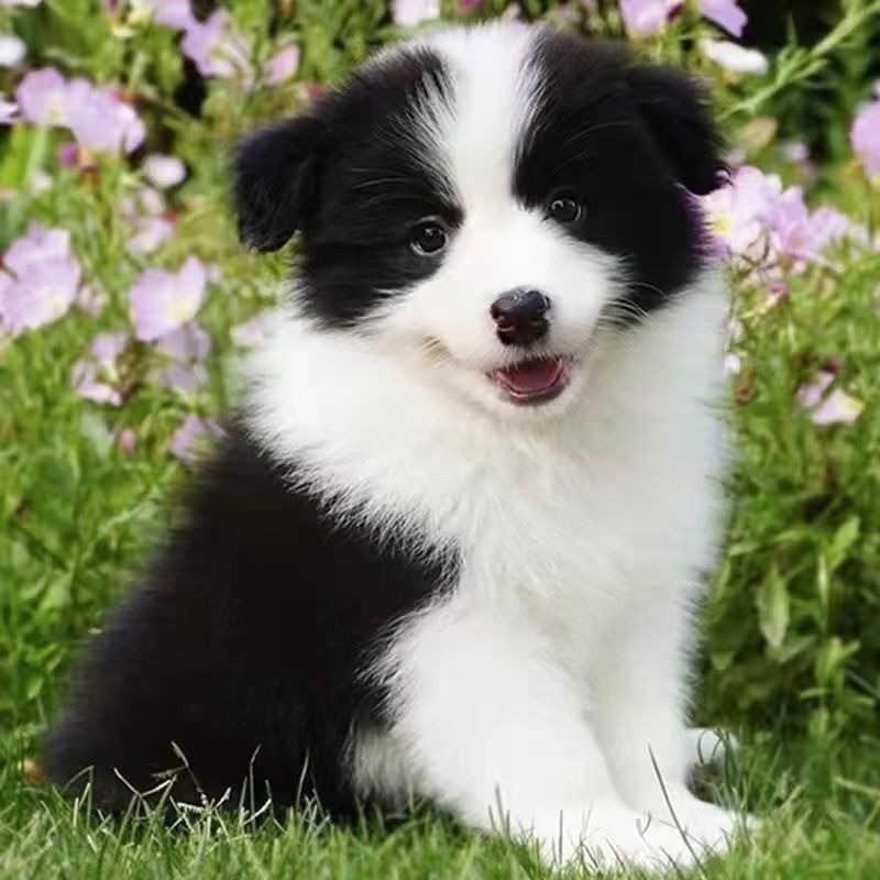 Purebred Border Collie Live Dog Medium Dog Puppy Live Dog Black and White Meteorite Border Collie Puppy Puppy Live Animal