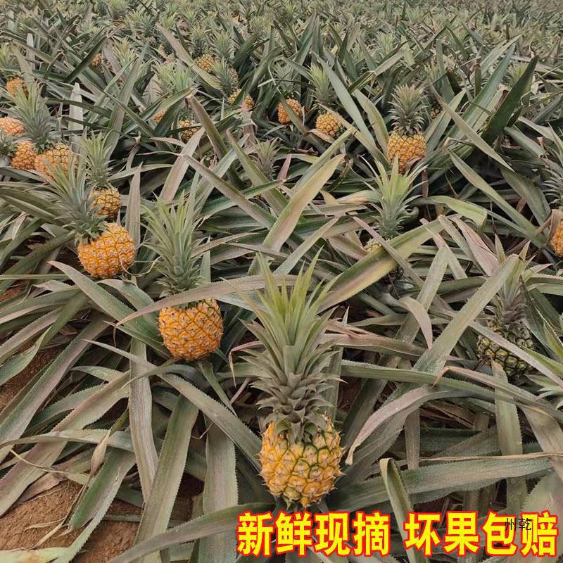 Guangdong Xuwen Pineapple Fruit 5.00kg Seasonal Perfume Pineapple Fresh Pineapple Zhanjiang Small Pineapple Non-Yunnan Whole Box