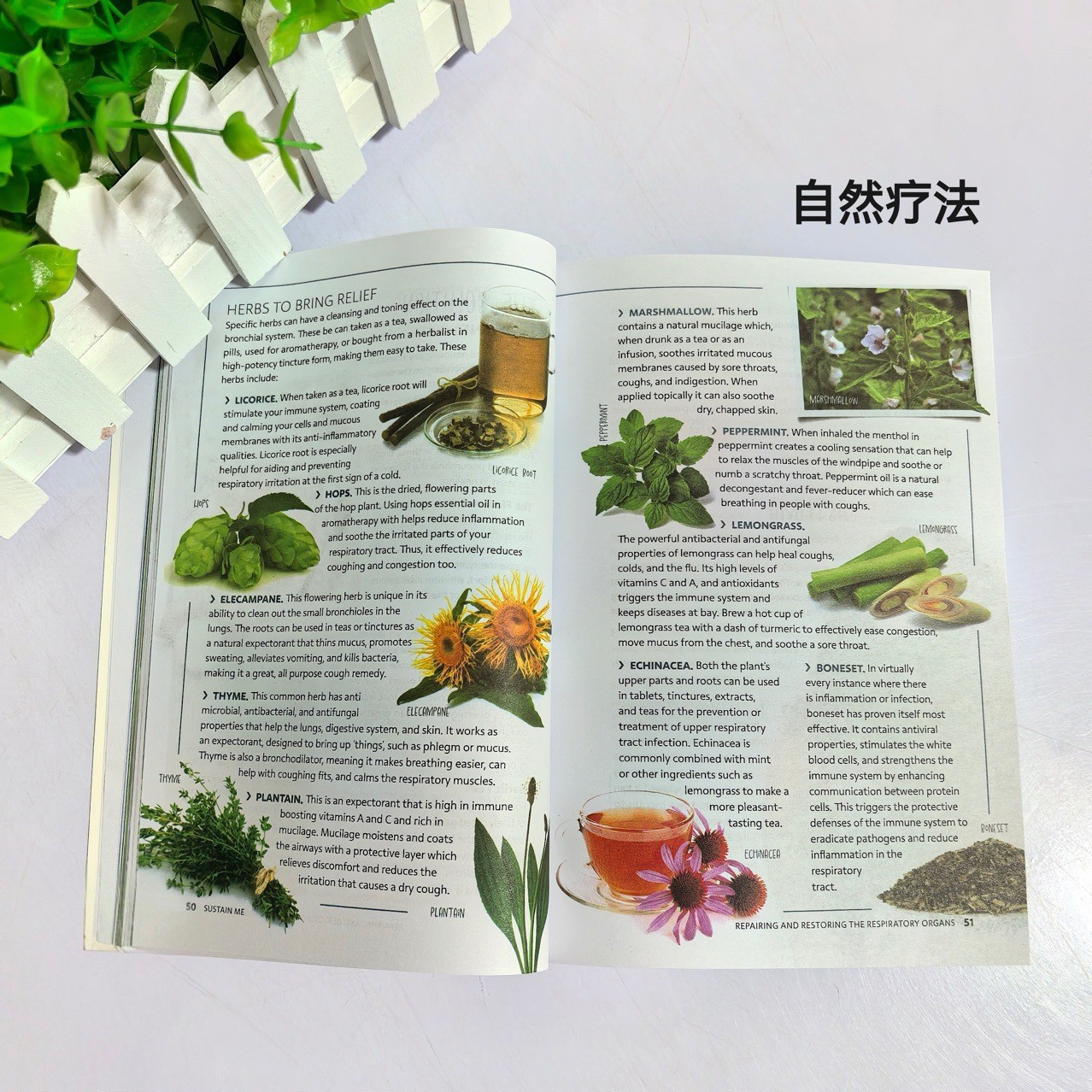 Natural Therapy Saves English Version Sustain Me by Barbara Neil Barbara Neil