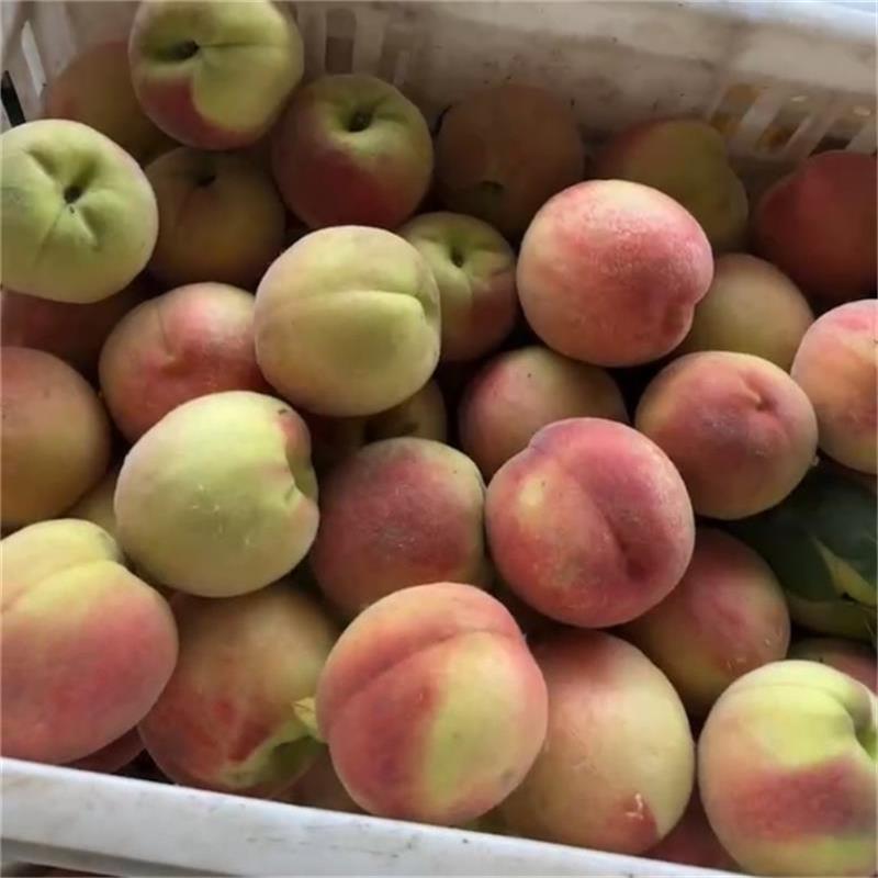 Mengyin Peach, Direct Delivery from Shandong Origin, Free Shipping for Fresh Fruit, Mengyin Peach, Drop Shipping
