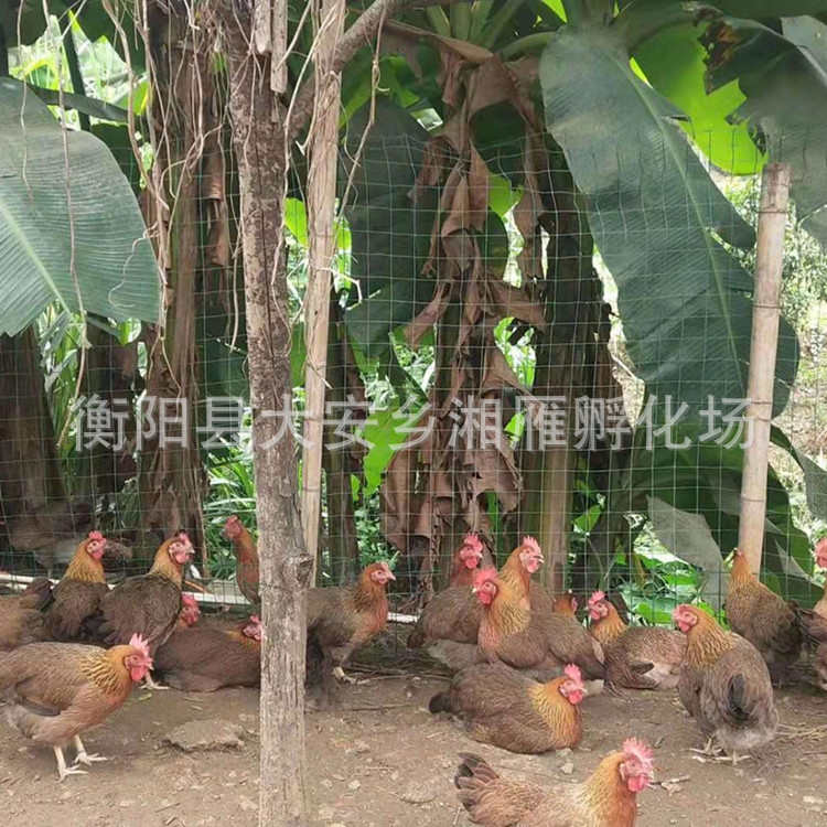 One-Day-Old Qingyuan Chicken Seedlings, Female Seedlings, Male Seedlings, Big Red Soil Chicken Seedlings, Yellow-Footed Soil Chicken Seedlings, Hemp Feather Free-Range Wholesale Seedlings