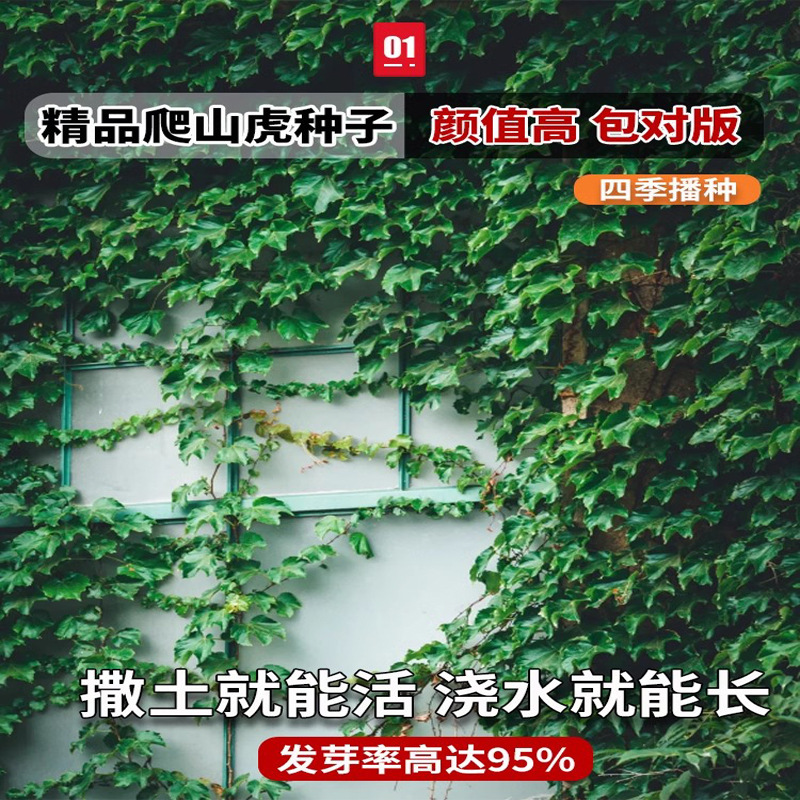 Ivy Seed Saplings, Non-Deciduous Grass Seeds, Rattan Climbing Plants, Wall-Climbing Tiger Seedlings, Three-Five-Leaf Four-Season Seeds