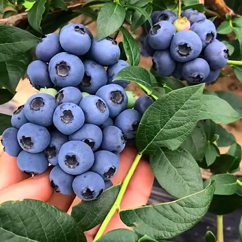 Blueberry Tree Seedlings with Fruit Pots, Ground-Planted Balcony Fruit Seedlings, Southern and Northern Planting, Blueberry Seedlings That Bear Fruit in the Same Year